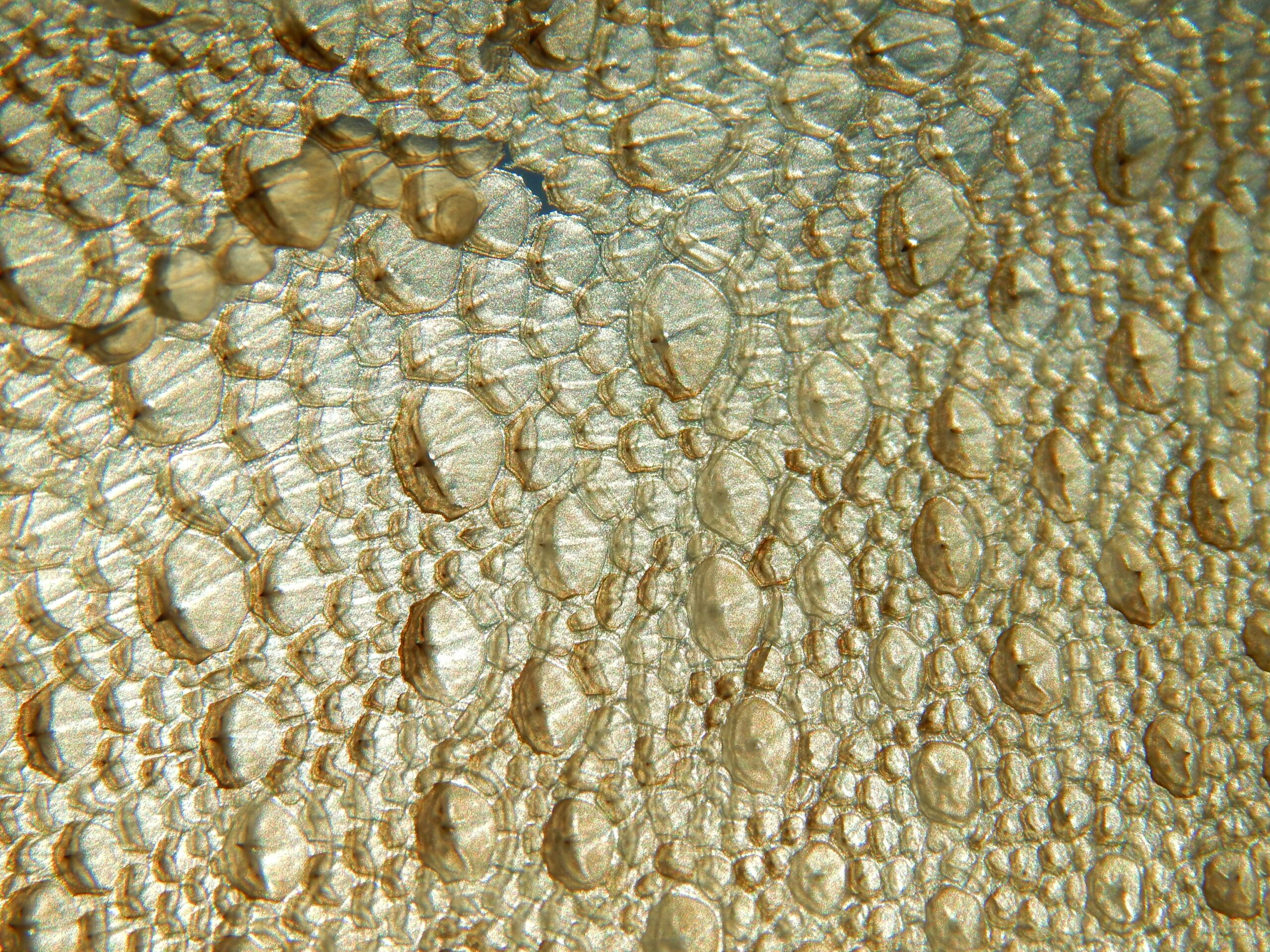 Fish Scale Cocaine - Alt Text