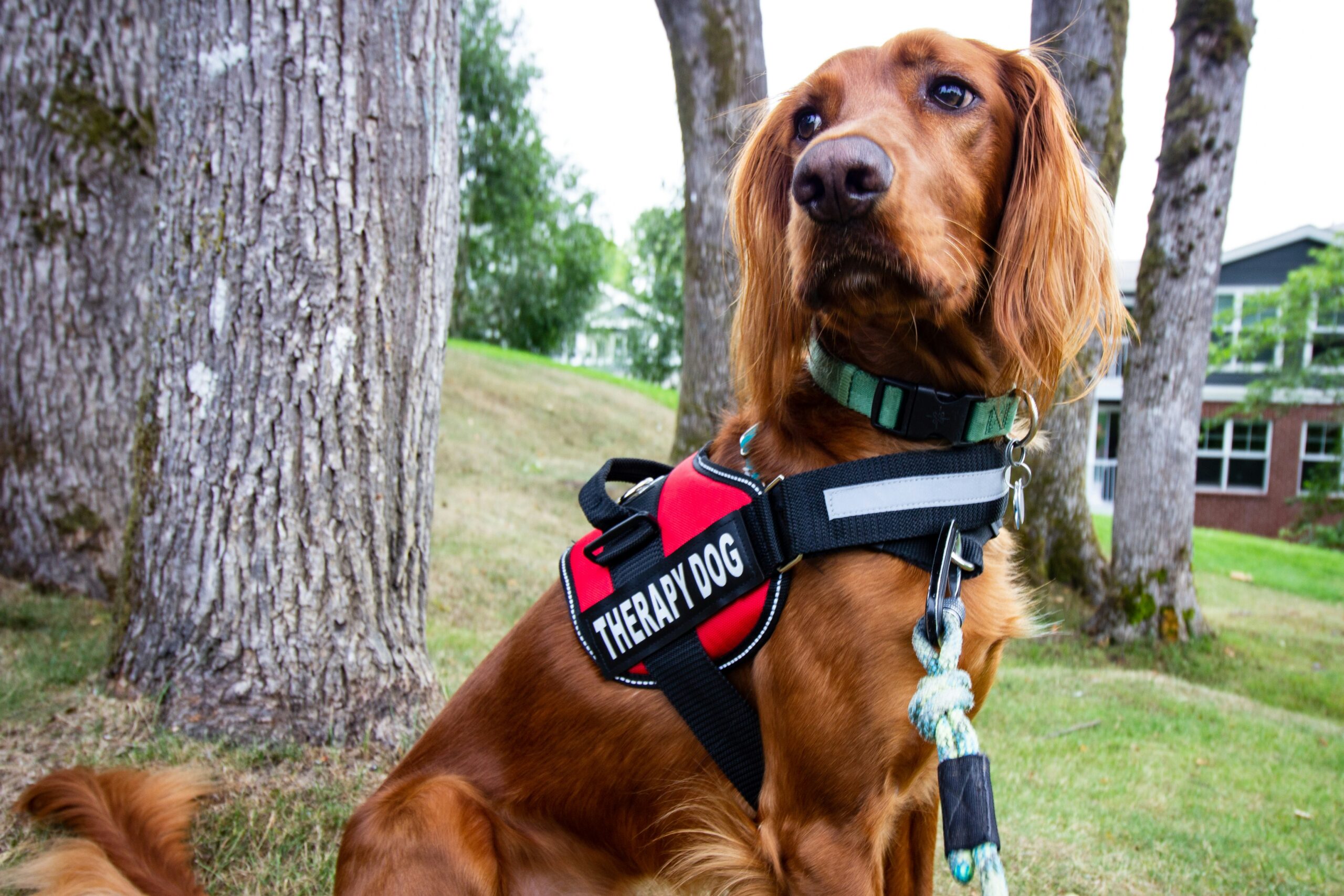 Pet-Friendly Rehab - Alt Text